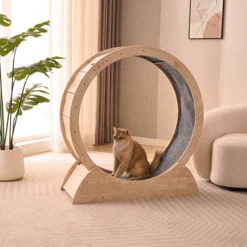 cat exercise wheel p